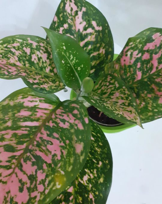 Hoya krohniana splash • NelPlant, Plantas naturales de interior