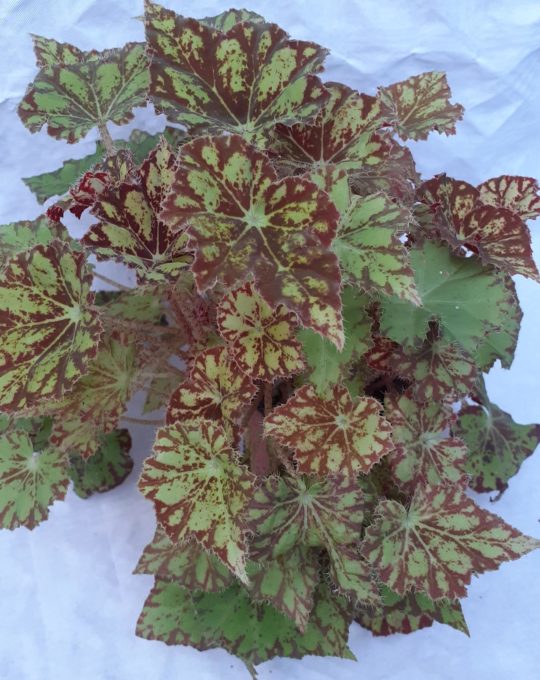 Begonia leaf venosa Silver Elephant • Plantas naturales de interior