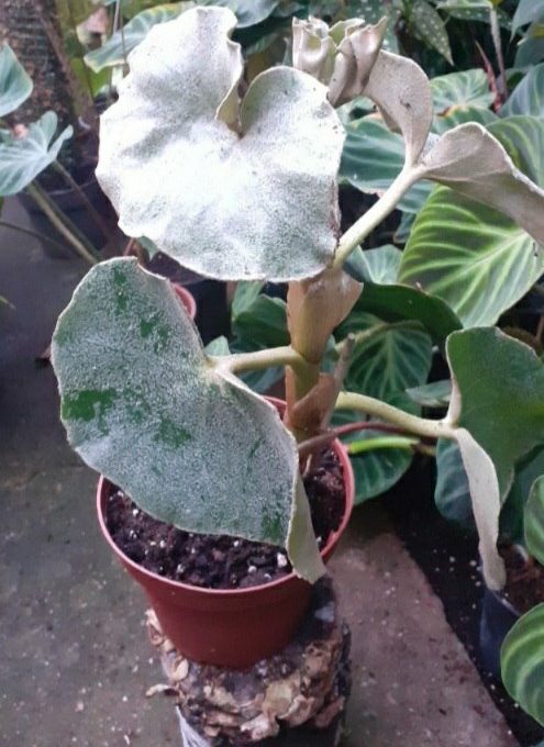 Begonia rex Chayo • Plantas naturales de interior
