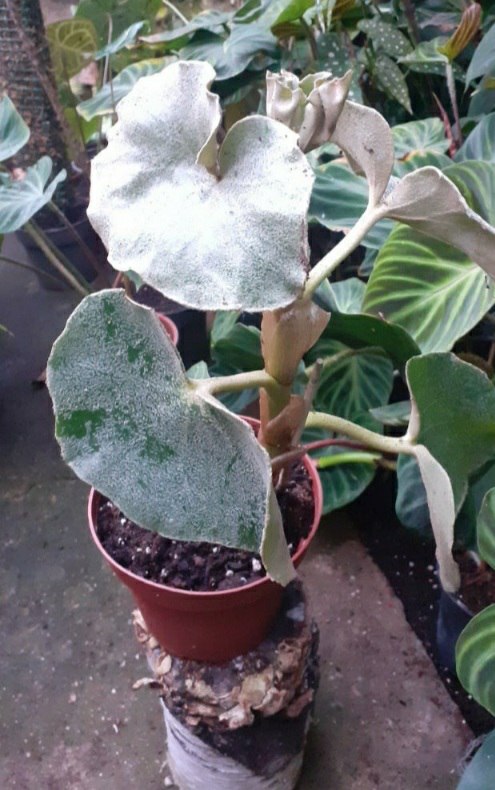 Begonia leaf venosa Silver Elephant • Plantas naturales de interior