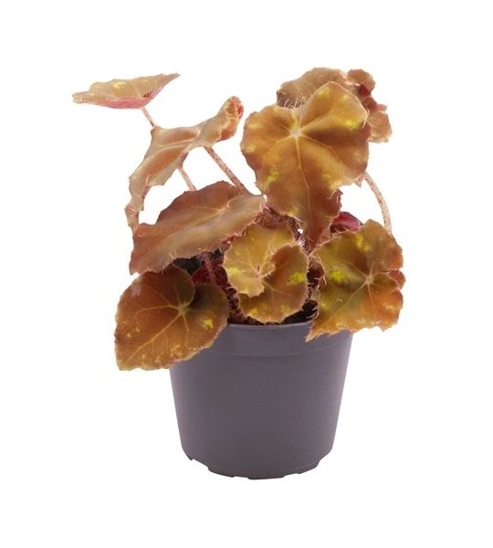 Begonia Tamaya • Plantas naturales de interior