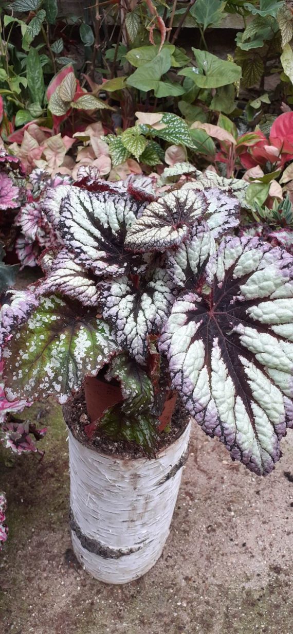 Begonia • Plantas naturales de interior