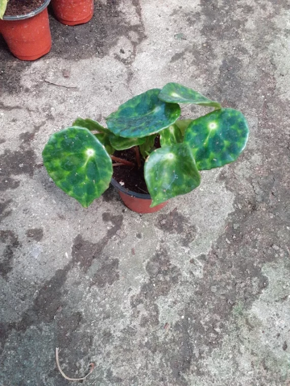 Begonia kingiana • Plantas naturales de interior