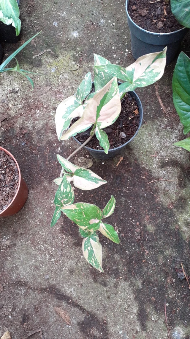 Syngonium podophyllum Red Spot • Plantas naturales de interior